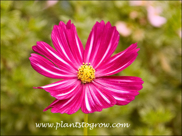The first set of 10 pictures are of flowers from the same seed package. A very interesting assortment. As the weather became cooler the flowers tended to become deep pink.